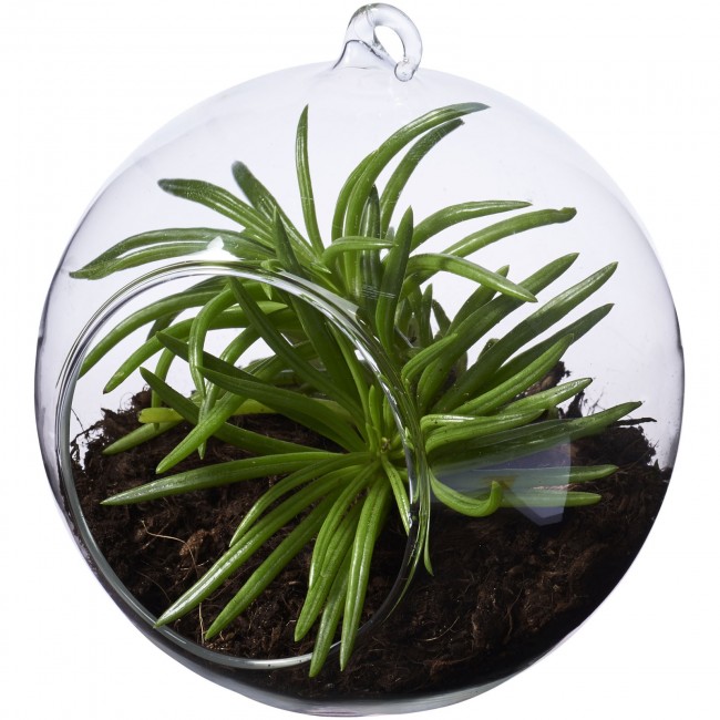 Promotional Sphere terrarium