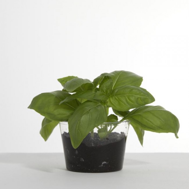 Promotional Plant Pot - Herb Mix