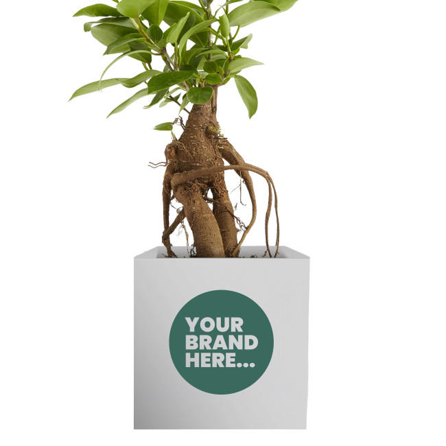 Promotional Plant Range 9cm