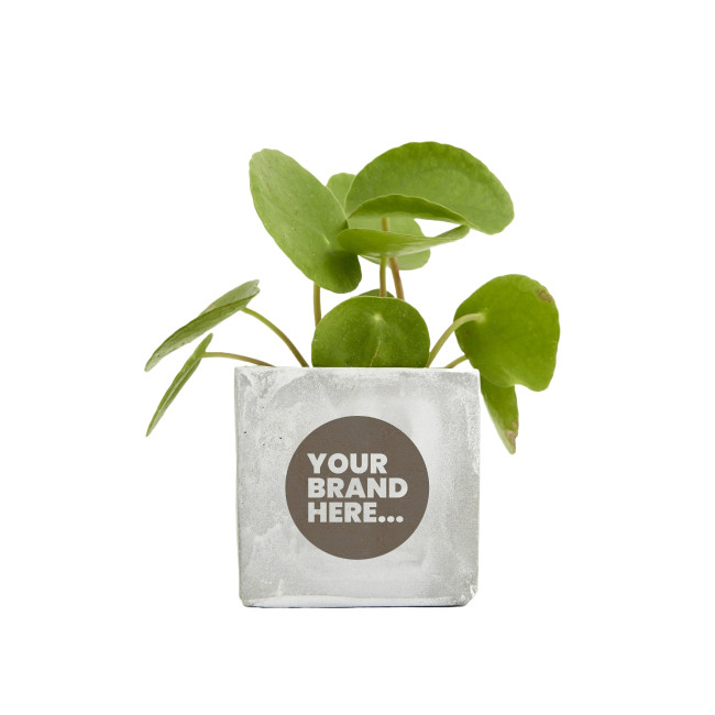 Promotional Plant Range 6cm