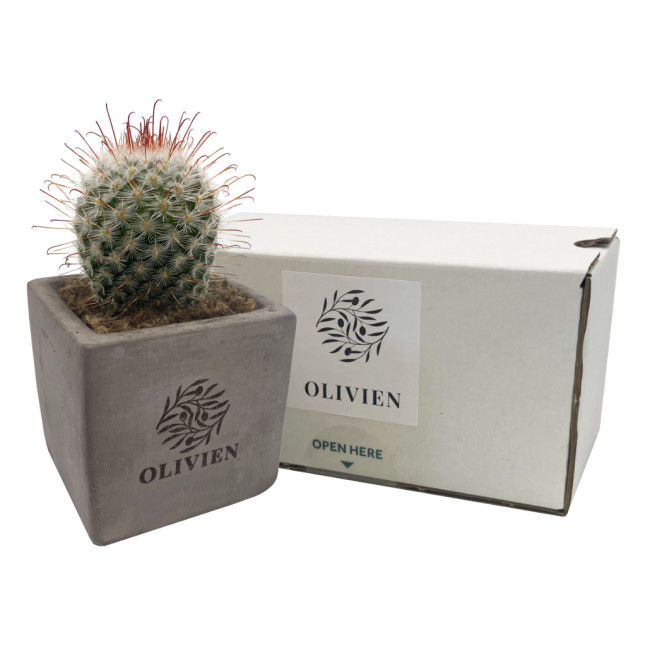 Promotional Concrete Cacti