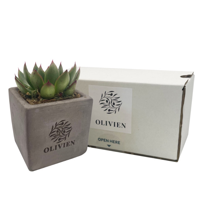 Promotional Concrete Succulent