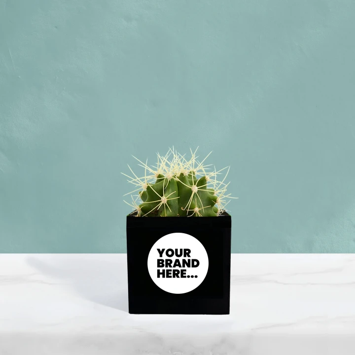 Cactus in Black Aluminium Pot  