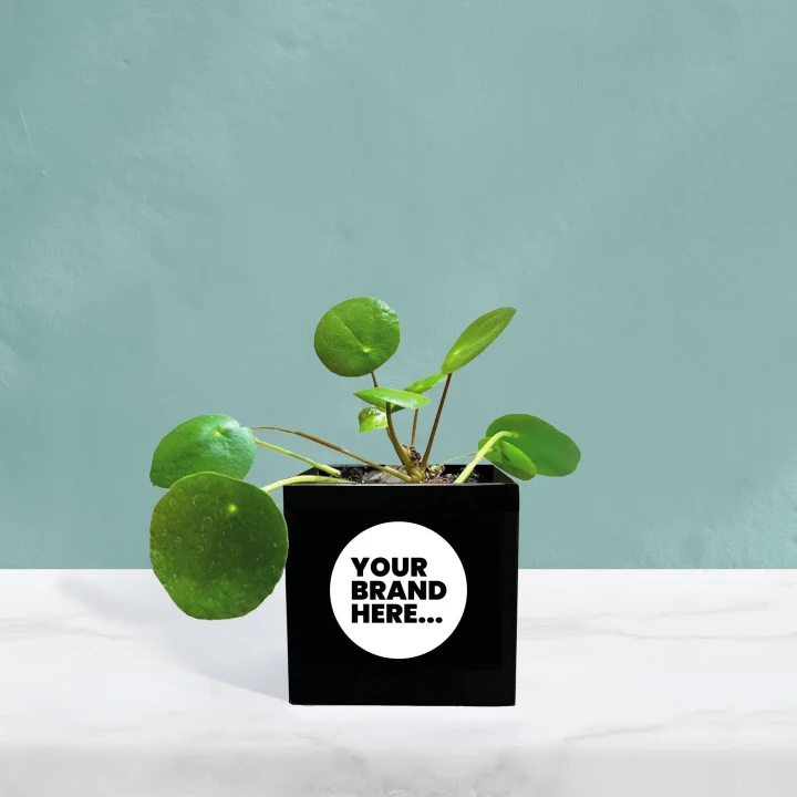 Money Plant in Black Aluminium Pot  