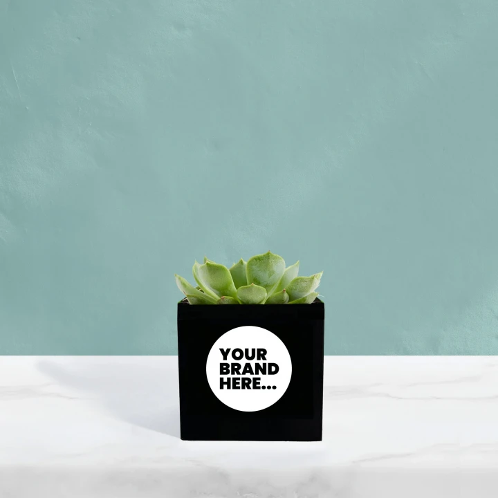 Succulent in Black Aluminium Pot  