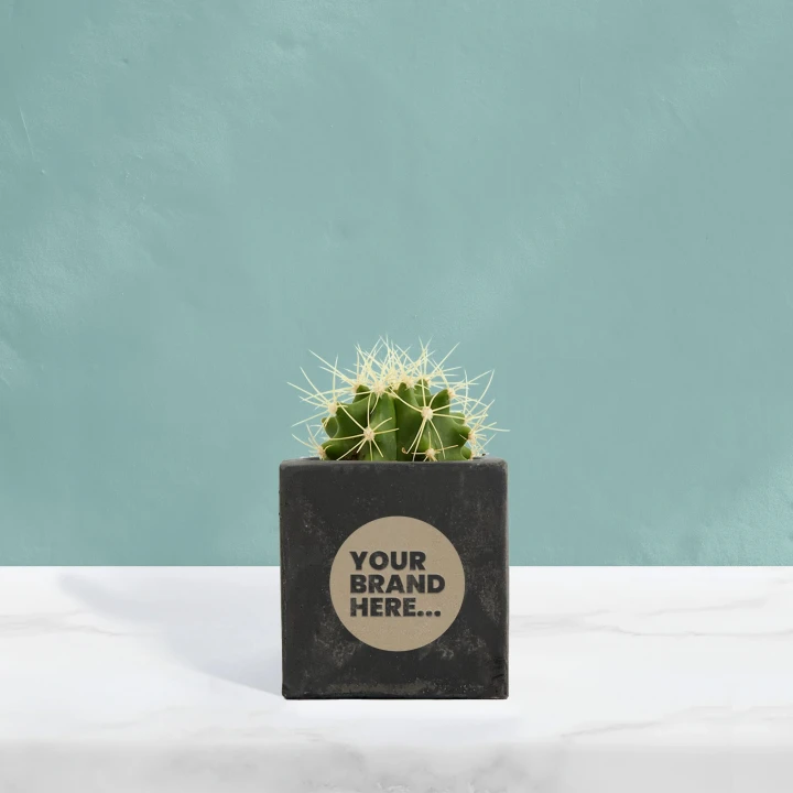 Cactus in Black Concrete Pot  