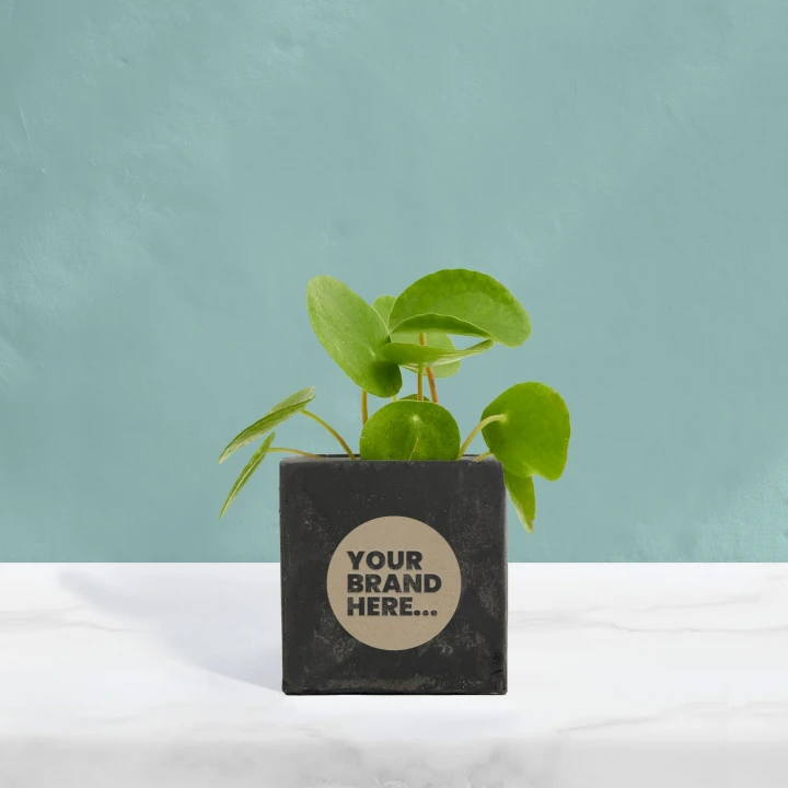 Money Plant in Black Concrete Pot  