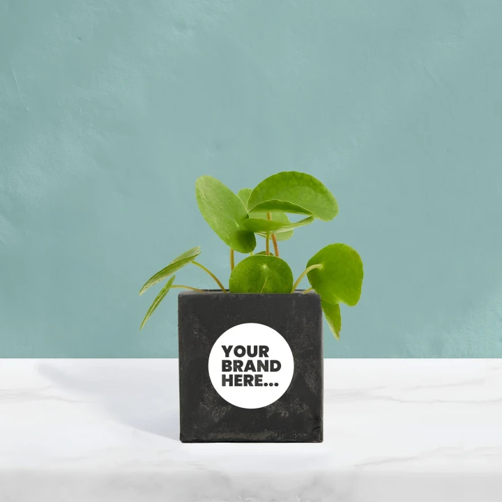 Money Plant in Black Concrete Pot  