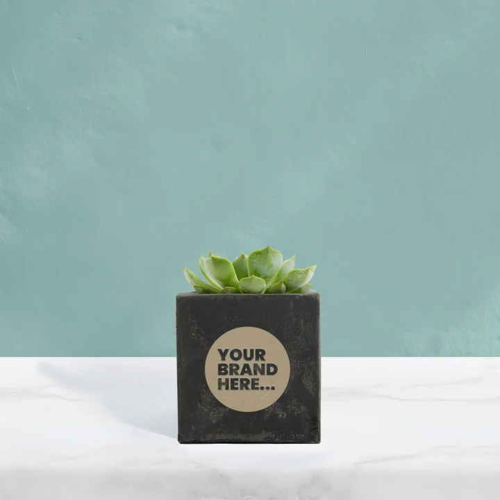 Succulent in Black Concrete Pot  