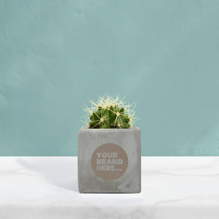 Cactus in Grey Concrete Pot  