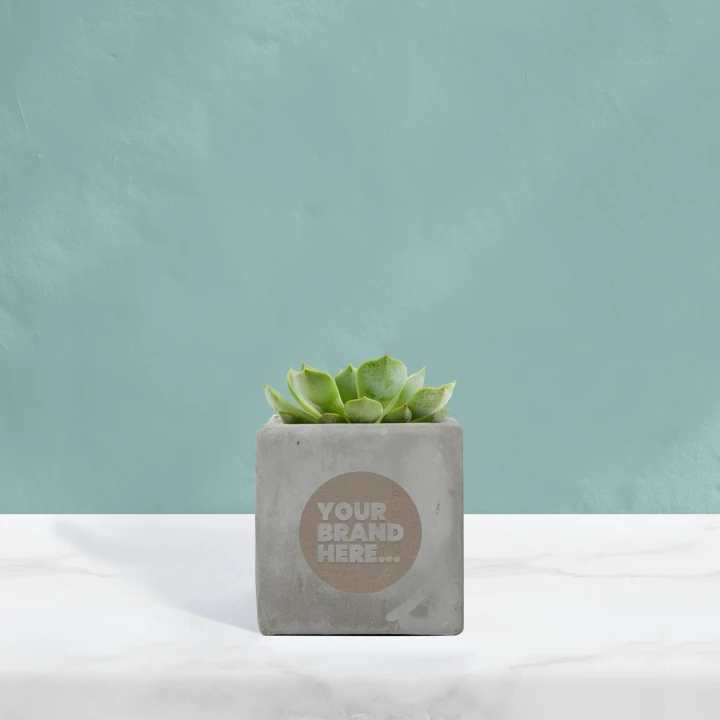 Succulent in Grey Concrete Pot  