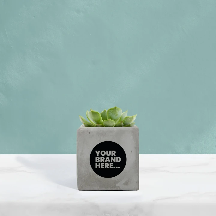 Succulent in Grey Concrete Pot  