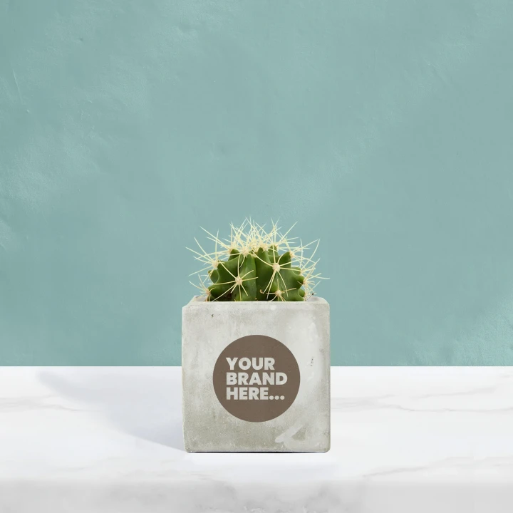 Cactus in Marble Concrete Pot  