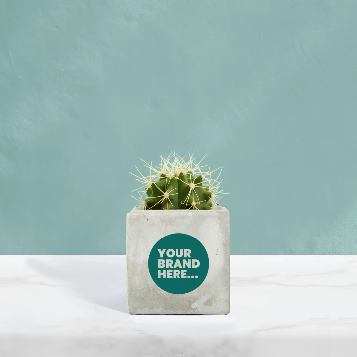 Cactus in Marble Concrete Pot  