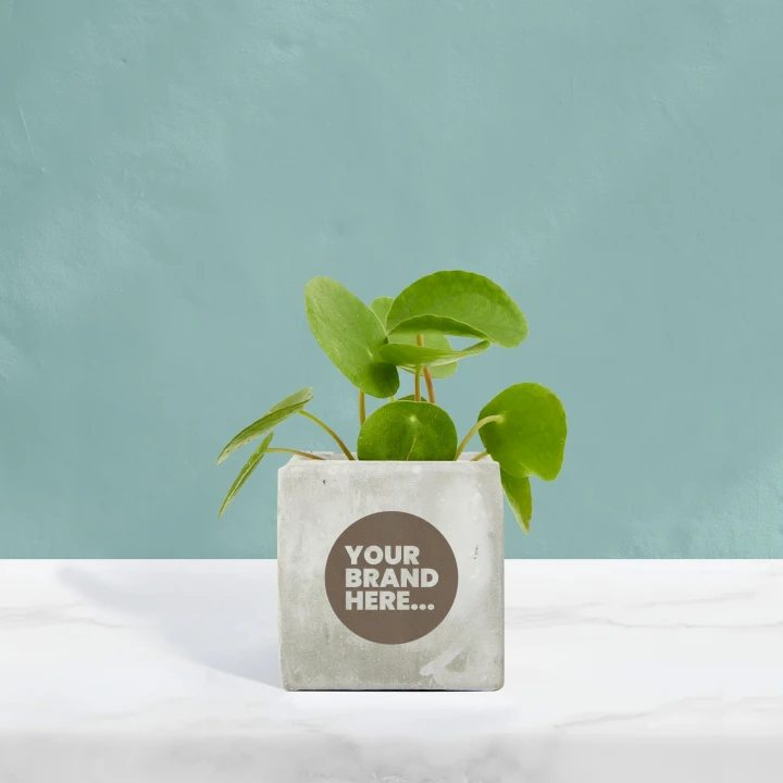 Money Plant in Marble Concrete Pot  