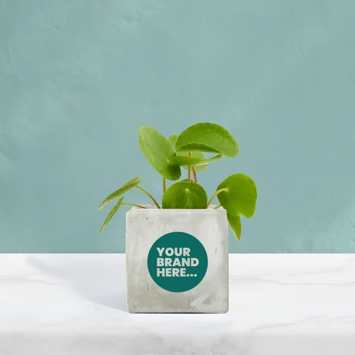 Money Plant in Marble Concrete Pot  