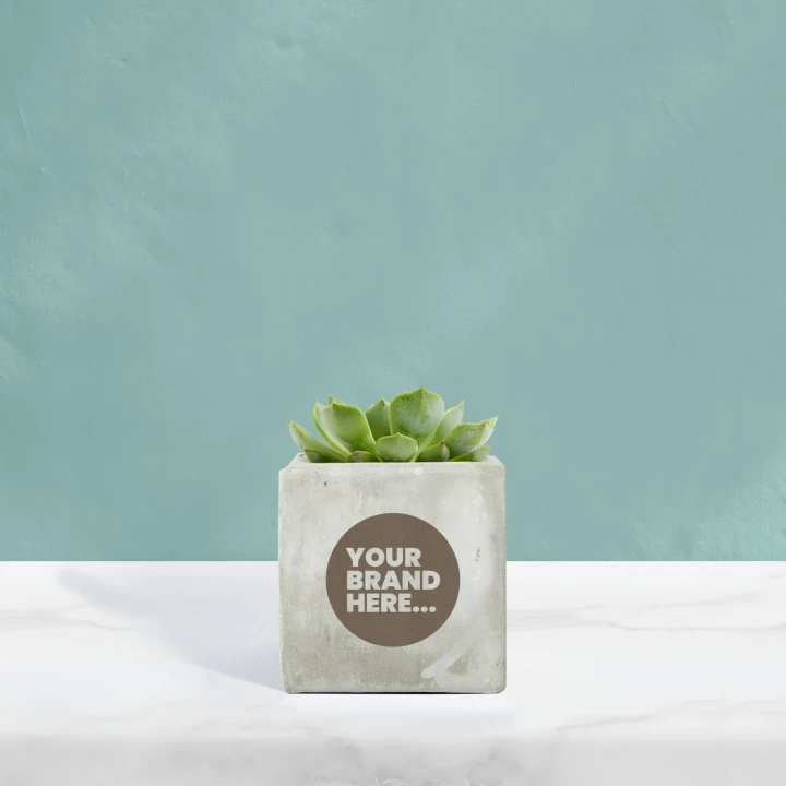 Succulent in Marble Concrete Pot  