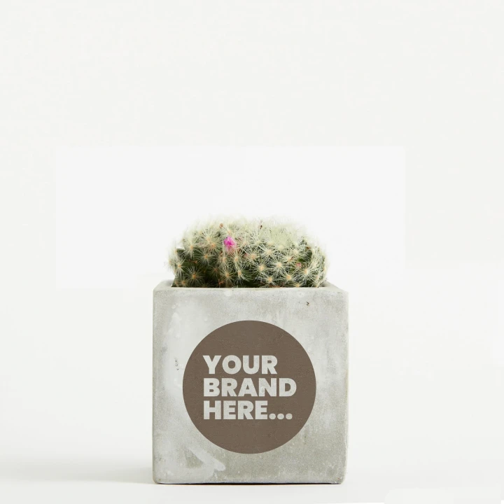 Cactus in Marble Concrete Pot  