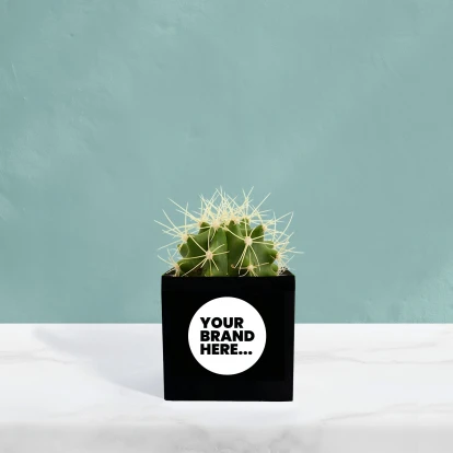 Cactus in Black Aluminium Pot  