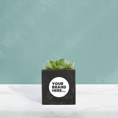 Succulent in Black Concrete Pot  