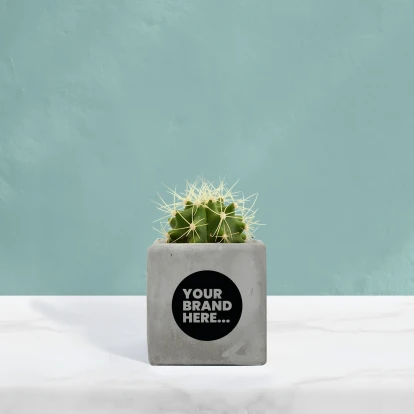 Cactus in Grey Concrete Pot  