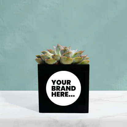 Succulent in Black Aluminium Pot  