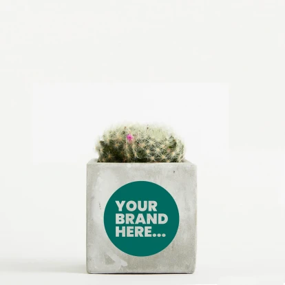 Cactus in Marble Concrete Pot  