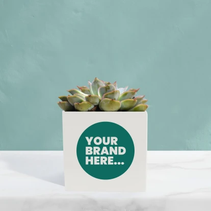 Succulent in White Aluminium Pot  